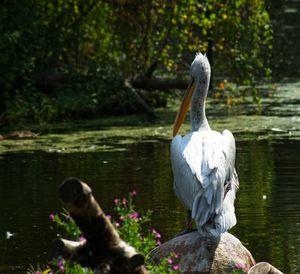 Swan swimming in lake