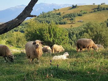 Sheep in a field