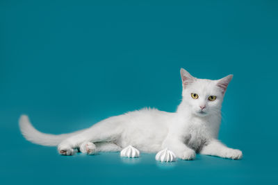 Portrait of white cat against blue background