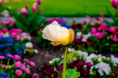 Close-up of fresh white flowering plant on field