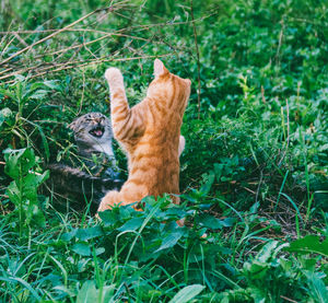 View of two cats on field