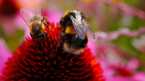 Close-up of bees pollinating on flower