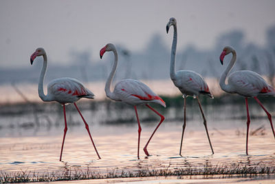 Birds in lake