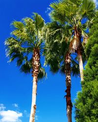 Low angle view of trees against blue sky