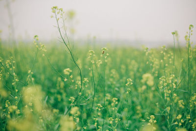 Plants growing on field