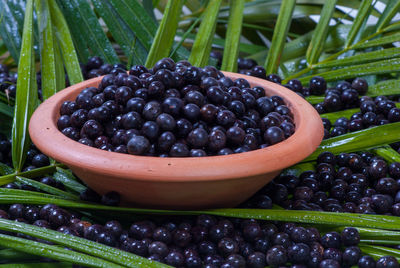 Close-up of açaí fruits in container 