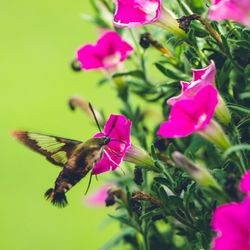 Close-up of insect on pink flowers