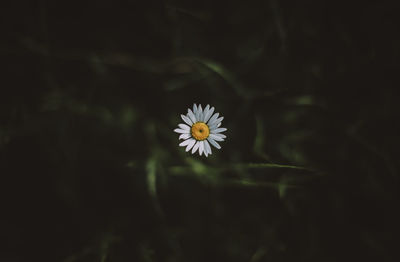 Close-up of white flowering plant on field
