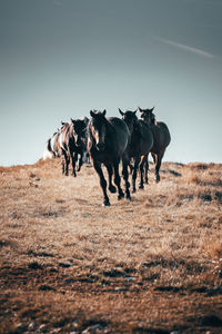 Horses running on land against sky