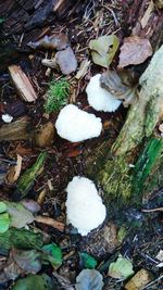 High angle view of mushrooms growing on field