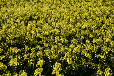 Full frame shot of flowering plants on field