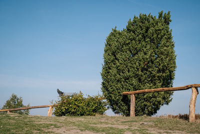 Trees growing on field against clear sky