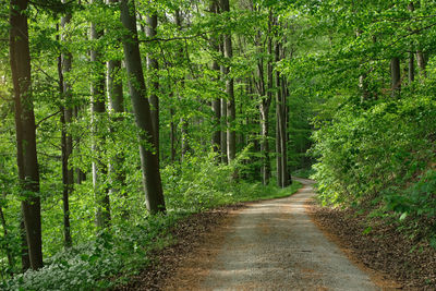 Dirt road amidst trees in forest