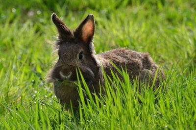 Close-up of rabbit on field