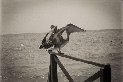 Bird perching on pole against sky