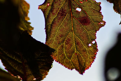 Close-up of maple leaf against sky