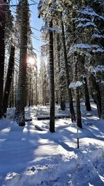 Trees on snow covered field during winter