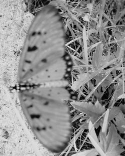 Close-up of succulent plant on field