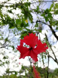 Low angle view of red hibiscus blooming on tree