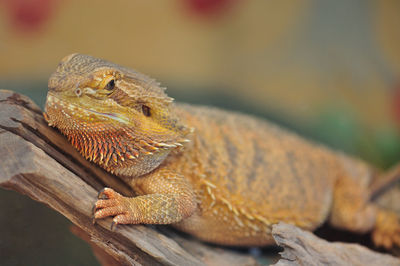 Close-up of lizard on wood