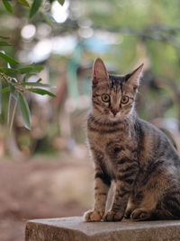 Portrait of cat sitting outdoors