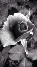 Close-up of rose blooming