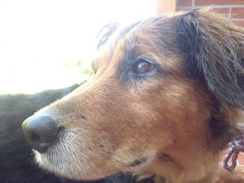 Close-up of dog