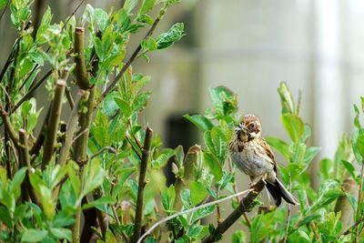 Bird perching on a plant