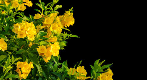 Close-up of yellow flowering plant against black background