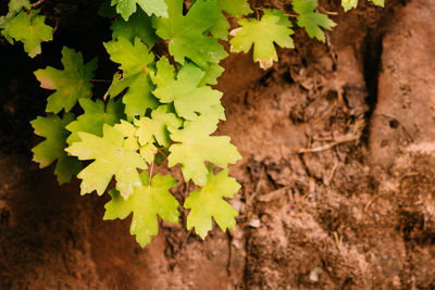 Close-up of leaves