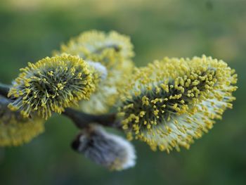 Close-up of yellow flowering plant