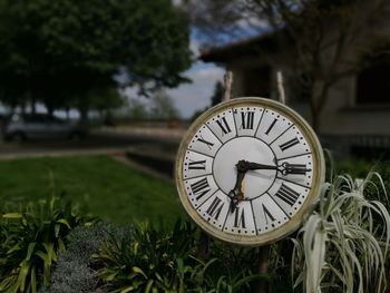 Close-up of clock on tree