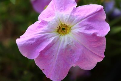 Close-up of pink flower