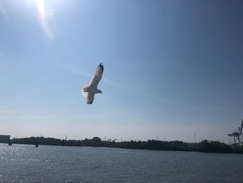 Seagull flying over sea against sky