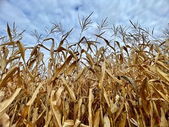 Close-up of stalks in field against sky