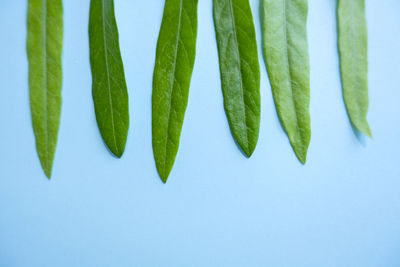 Close-up of plant against white background