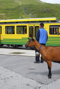 Goat standing at railroad platform