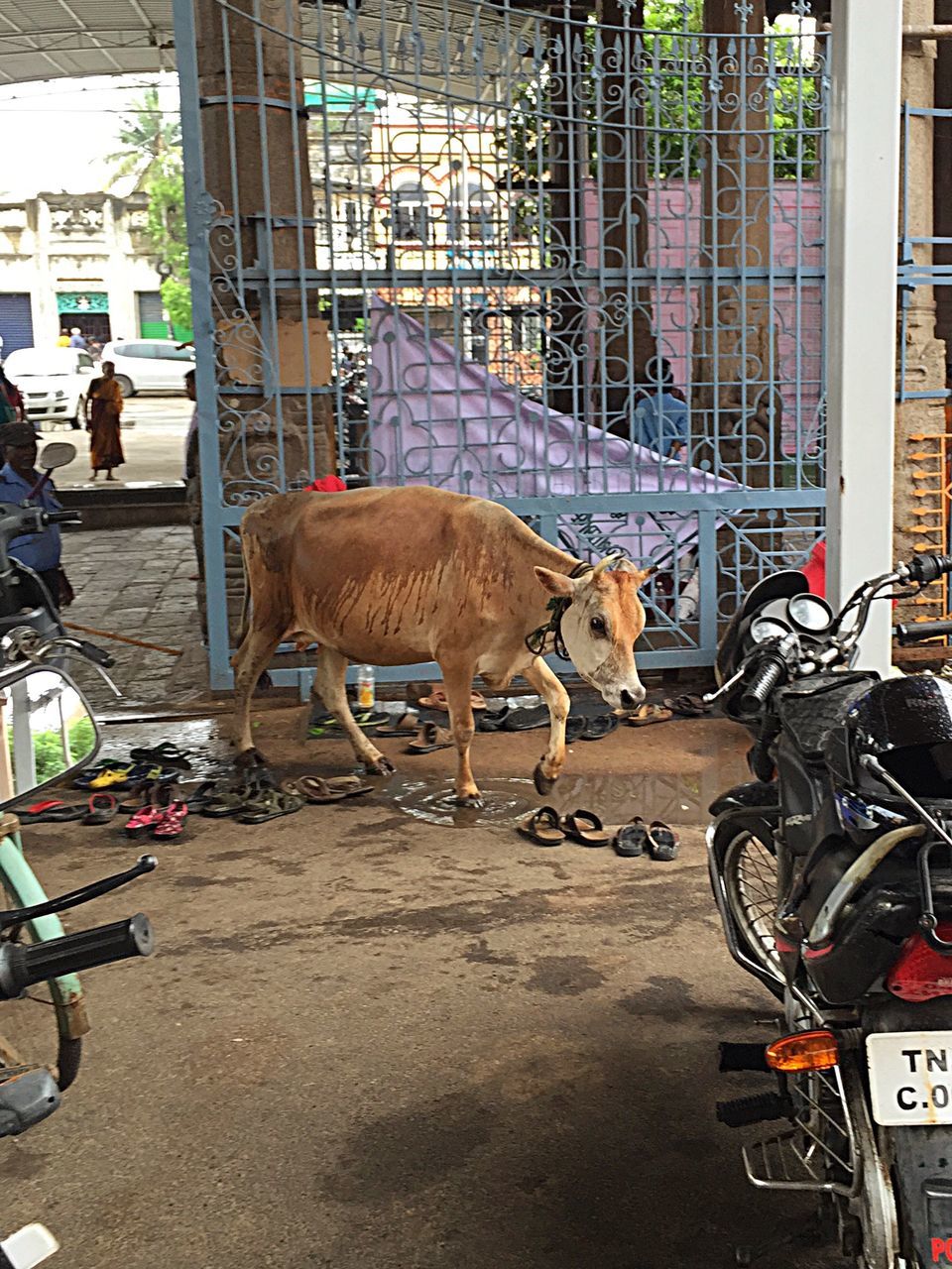 land vehicle, transportation, animal themes, mode of transport, domestic animals, mammal, bicycle, street, one animal, building exterior, pets, architecture, car, built structure, city, stationary, day, side view, road, parking