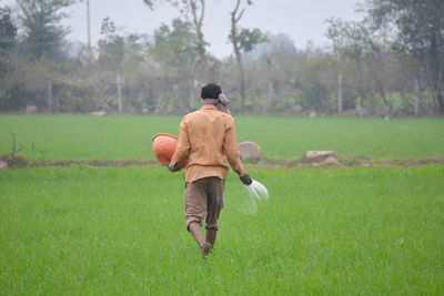 Indian farmer spreading fertilizer in the wheat field