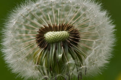 Close-up of dandelion on plant