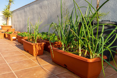 Potted plants on chair against building