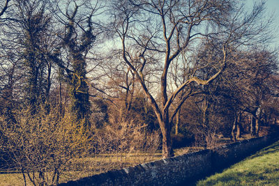 Bare trees in forest during winter