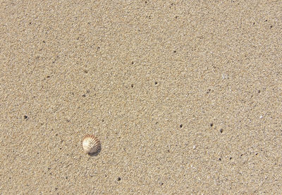 High angle view of shells on sand