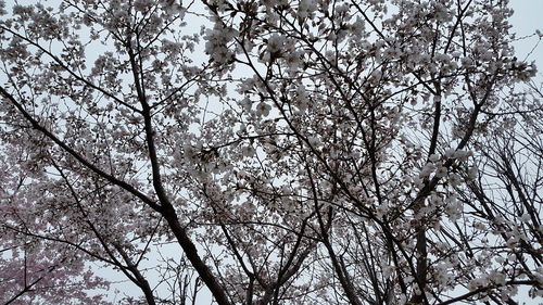 Low angle view of tree against sky