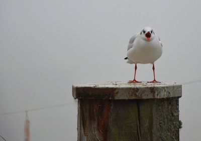 Close-up of seagull perching on wooden post