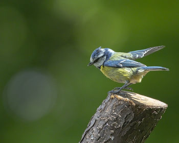 Close-up of bird perching on wooden post