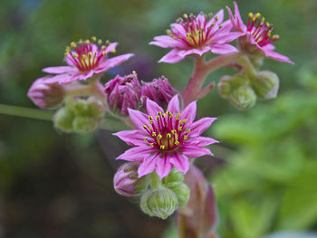 Close-up of pink flowers