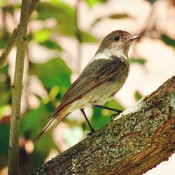 Close-up of bird perching on tree