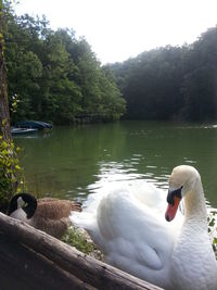 Swans swimming on lake