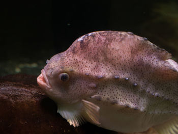 Close-up of fish swimming in sea